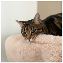 Hoopo Kattenmand Flip Bruin