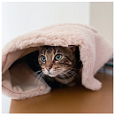 Hoopo Kattenmand Flip Bruin