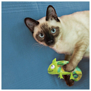 Kong Refillable Chameleon