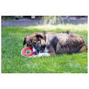 Beeztees Hondenspeelgoed Fruity Donuts Assorti