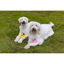 Beeztees Hondenspeelgoed Badeend of Flamingo Assorti