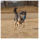 Beeztees Fetch Foam Atoom Blauw