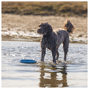 Beeztees Fetch Foam Frisbee Gisa Blauw