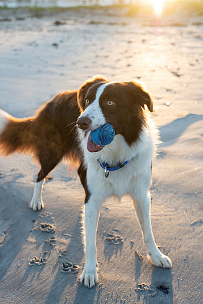 Rogz Squeekz Medium Blue