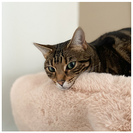 Hoopo Kattenmand Flip Bruin