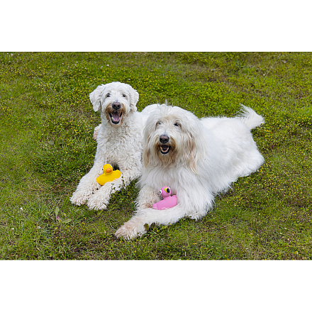 Beeztees Hondenspeelgoed Badeend of Flamingo Assorti