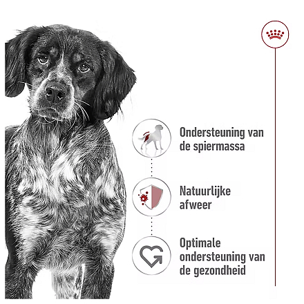 Royal Canin Hondenvoer Medium Adult Loaf 410 gr