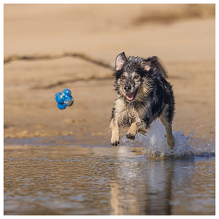 Beeztees Fetch Foam Atoom Blauw