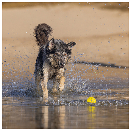 Beeztees Fetch Foam Rugbybal Algo Geel