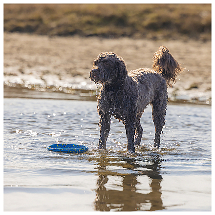Beeztees Fetch Foam Frisbee Gisa Blauw