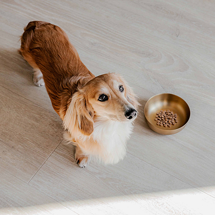 District 70 Voer- en Drinkbak Royal Gold 