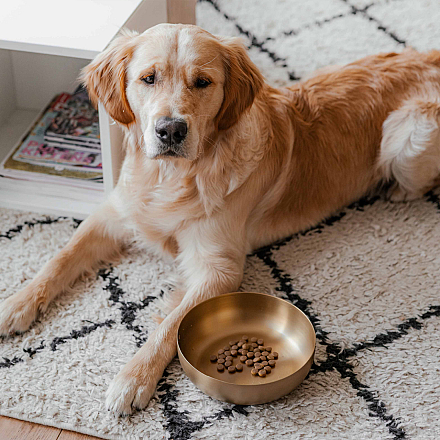 District 70 Voer- en Drinkbak Royal Gold 