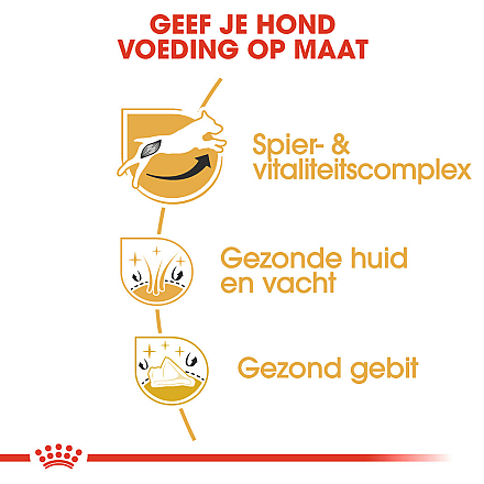 Royal Canin Hondenvoer Jack Russell Adult 1,5 kg