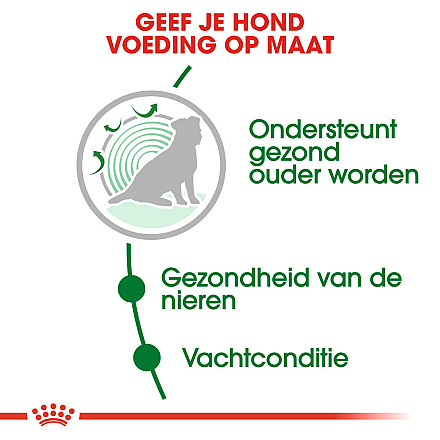 Royal Canin Hondenvoer Mini Ageing 12+ 1.5 kg