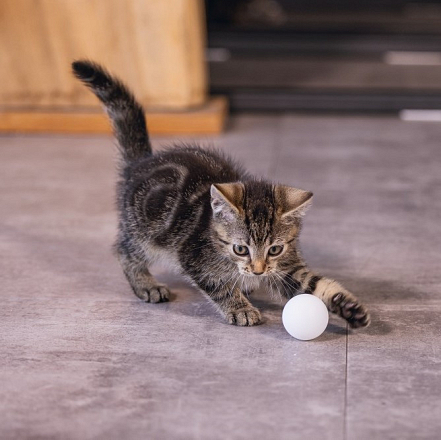 Beeztees kittenspeelgoed Pingpong Ballen 4 st