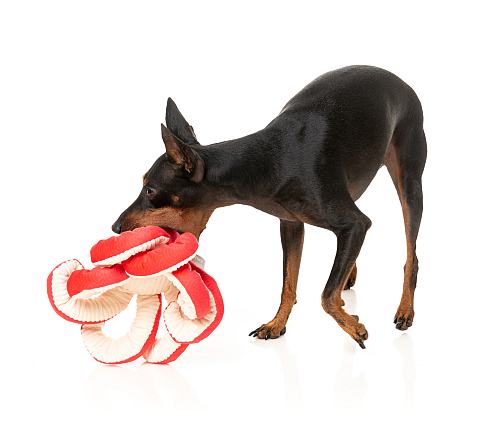 FuzzYard Octo-Pose Takoyaki