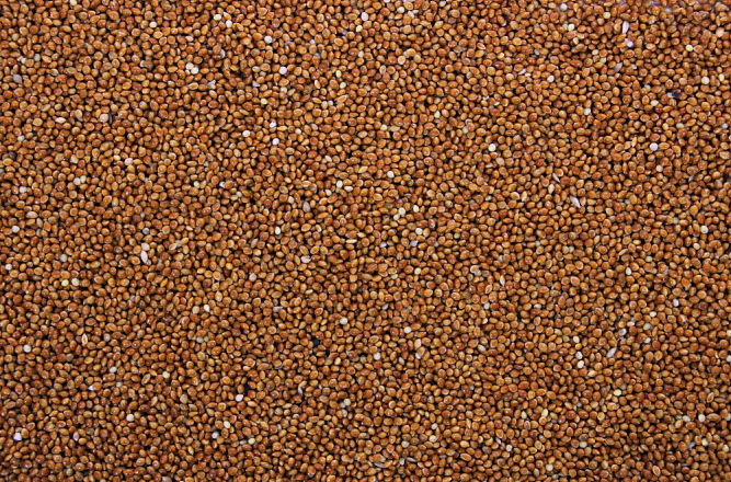 Milletzaad Rood 1 kg